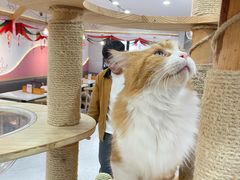 -喵园·猫主题咖啡厅·撸猫·猫咖(国贸店)