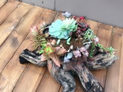 点击看大图 -德媛医疗美容