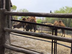 -青藏高原野生动物园