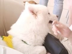 -怪兽屋·羊驼·猫咖·狗咖(俊华广场店)