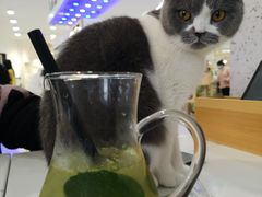 -喵园·猫主题咖啡厅·撸猫·猫咖(国贸店)