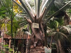 -呀路古热带植物园
