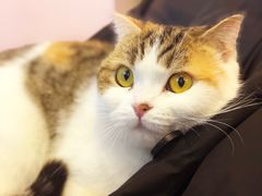 -三花喵·撸猫购宠·宠物生活馆(虹桥南丰城店)