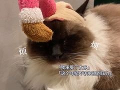 -猫儿山۰猫主题餐厅
