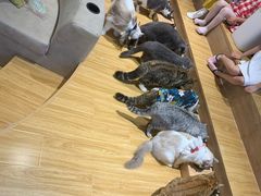 -啵啵喵·猫咖(攀华国际店)