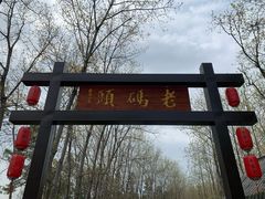 -合肥滨湖国家森林公园