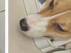 -怪兽屋·羊驼·猫咖·狗咖(俊华广场店)