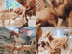 -上海自然博物馆