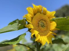 -松山湖梦幻百花洲