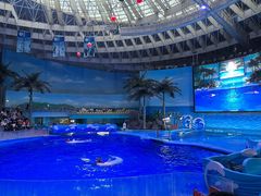 -海合安成都极地海洋公园