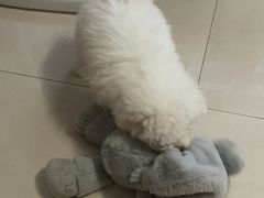 -宠颐生嘉德动物医院