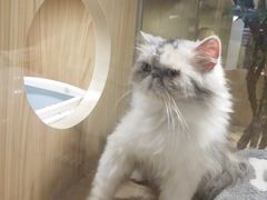 -屋虎猫馆(宝安大仟里店)