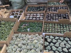 -龙大花卉苗木市场