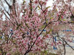 -高东镇樱花园
