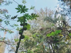 -北海金海湾红树林生态旅游区