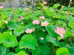 -映月湖公园