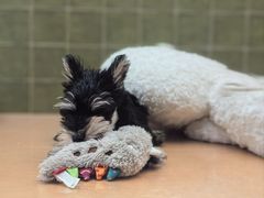 -帕帕拉兹宠物(亚洲旗舰店)