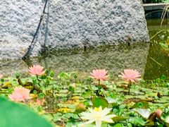 -南山植物园
