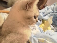 -伟伟宠物医院·CT影像中心·瑞派犬猫综合性门诊(汉口总院)