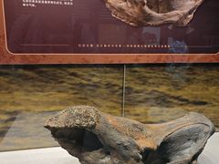 -北京周口店北京人遗址博物馆