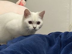 -lincat·猫舍(广州店)