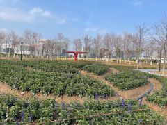 -春花秋色城市公园