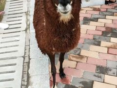 -灵玲国际马戏城