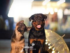 -超宠爱宠物摄影-Super pet