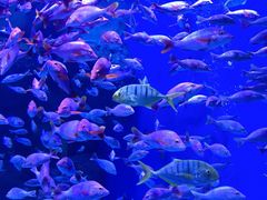 -成都浩海立方海洋公园