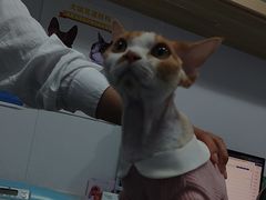 -天使宠物医院·犬猫分诊(彩虹店)
