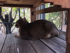 -喵屿·大理花园猫咖