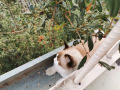 -喵屿·大理花园猫咖