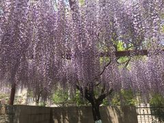 -嘉定紫藤园