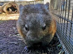 -费瑟代尔野生动物园