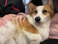 -柯斗斗主题餐厅·狗咖·围炉煮茶·茶饮(国瑞升平里店)