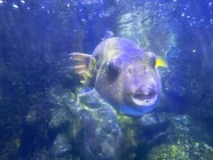 -太平洋海底世界