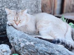 -喵屿·大理花园猫咖