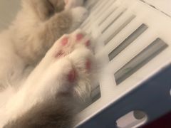-lincat·猫舍(广州店)