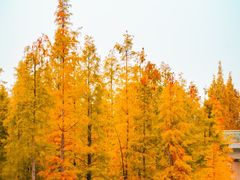 -白鹭湾湿地公园