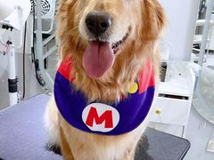 -萌宠之家·腊肠犬·马尔泰·小体犬舍