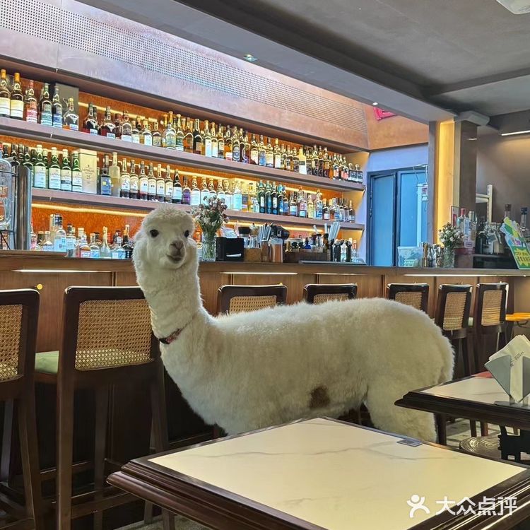 🦙羊羊陪伴的高颜值小酒馆🥞