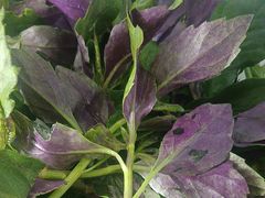 -丁记火锅·酸汤牛肉