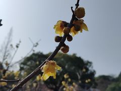 -无锡梅园公园