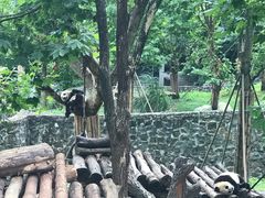 -都江堰中华大熊猫苑