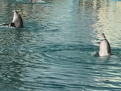 -北戴河圣蓝海洋公园