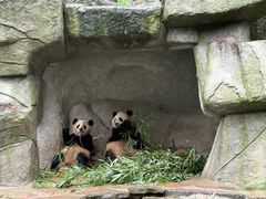 -中国大熊猫保护研究中心雅安碧峰峡基地
