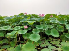 -白洋淀景区
