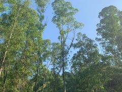 -火炉山森林公园