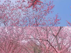 -秀丽东方