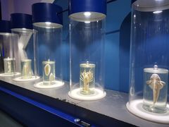 -福州罗源湾海洋世界旅游区